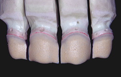 江崎デンタルクリニックトップ・シンボル