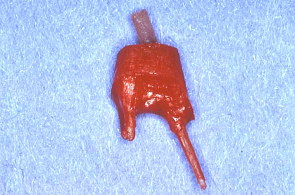 江崎デンタルクリニックトップ・シンボル