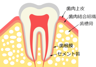 歯周病について説明